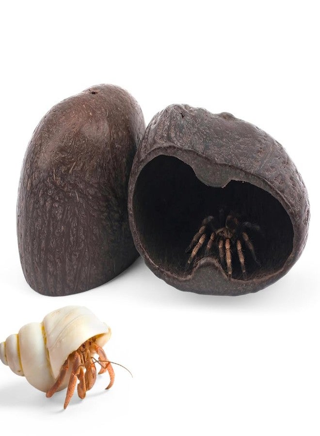 DQITJ 2 Pcs Hermit Crab Hide Tarantula Hideout Terrarium Natural Nutshell Decoration for Hermit Crab Spider Tarantula Snail Small Reptile - Image 1
