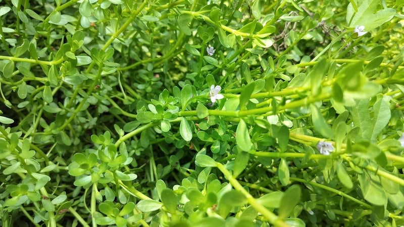 Fresh Brahmi Leaves and Stems 50 Grams Organic Neer Brahmi Traditional Ayurvedic Herb
