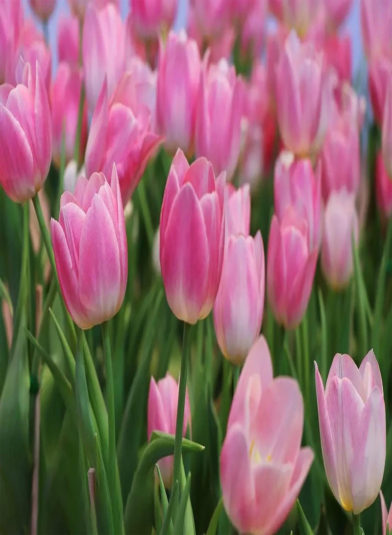 GGOOT 10pcs Pink Tulip Seeds Easy Care Doesn't Need Much Care Exotic Special Species Private Yard Display Low Maintenance Beginners - Image 2