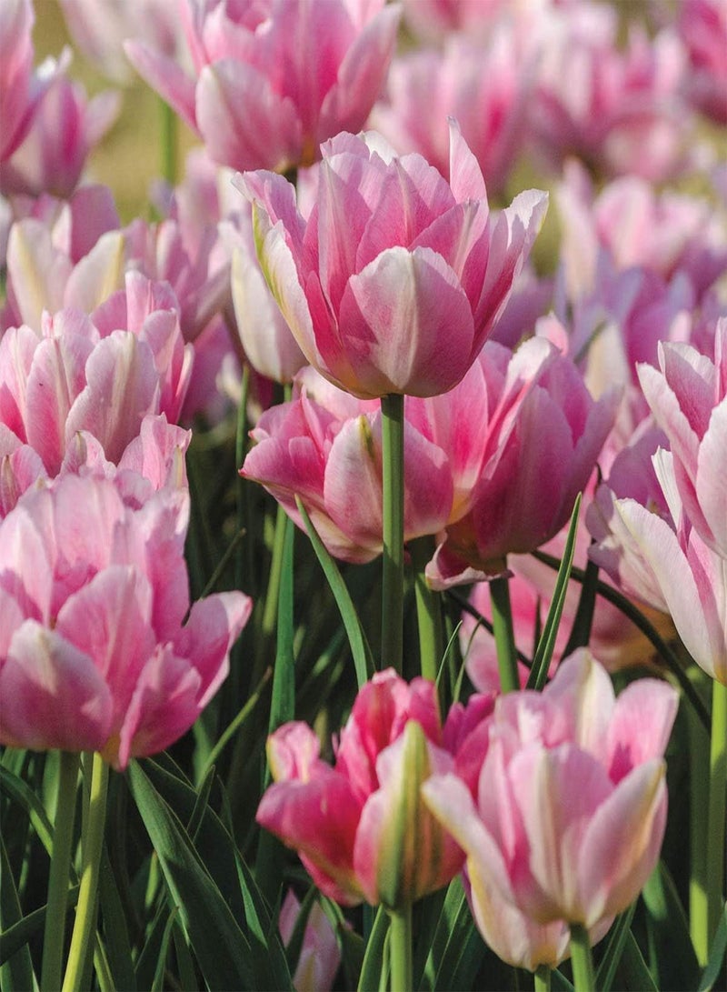 GGOOT 10pcs Pink Tulip Seeds Easy Care Doesn't Need Much Care Exotic Special Species Private Yard Display Low Maintenance Beginners - Image 1