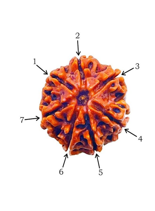 SandalSilk رودراكشا 7 موخي، رودراكشا نقية ذات سبعة أوجه، معتمدة مخبرياً، مغطاة بعناية بالفضة بين حبات نيبالية مع شرابة مصنوعة يدوياً، الحجم 20-30 مم، اللون بني (رودراكشا فضية 7 موخي). - Image 3