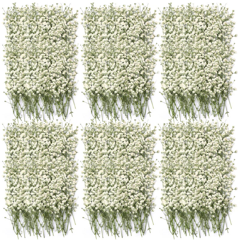 Coume 300 Pcs Dried Babys Breath Flowers Bulk Ivory White Babys Breath Real Pressed Flowers Natural Gypsophila for Resin Wedding Art Craft DIY Invitations Scrapbooking Card Making