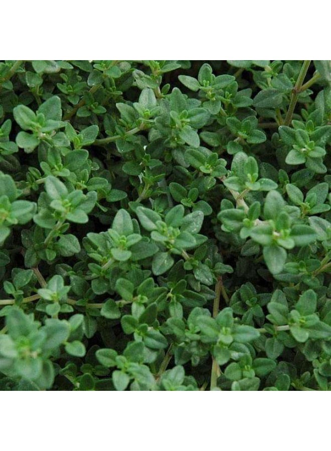 Thyme, Thymus vulgaris Herb Seeds
