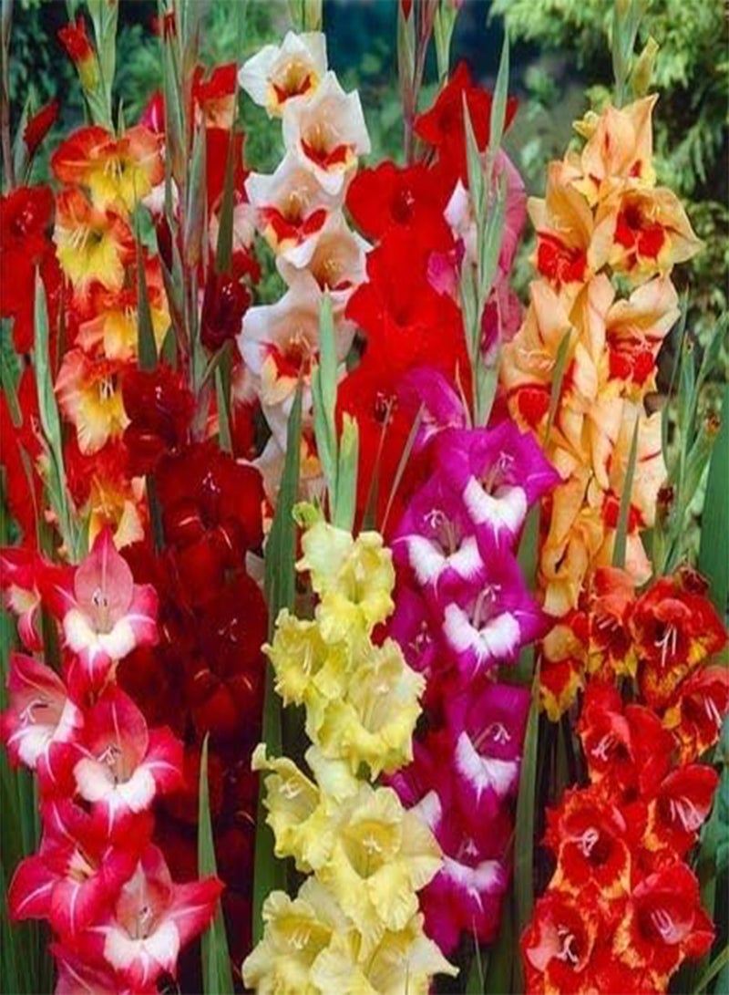 GGOOT seeds Fresh 100pcs Gladiolus Flower Seeds for Planting Mixed