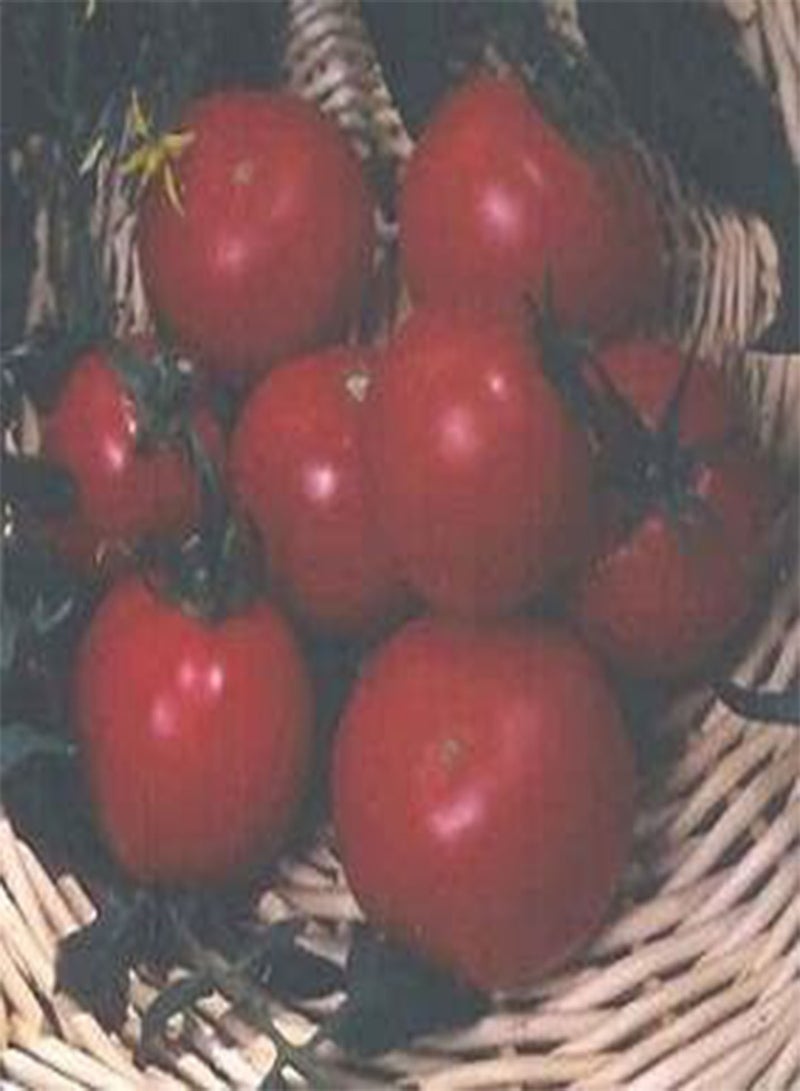 GGOOT Tomato Best Boy F1 100 Seeds
