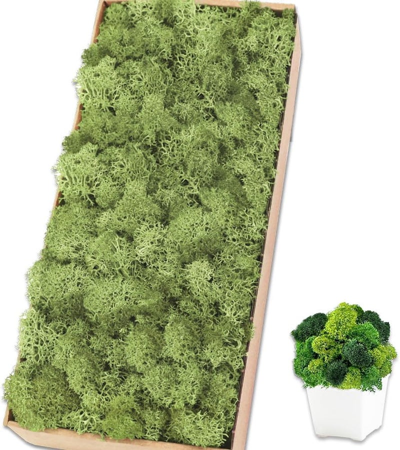 TCYPUHL Preserved Moss for Crafts Chartreuse Reindeer Moss for Potted Plants, Craft Decorative Moss Decor for Wall Art, Dried Moss(1.1 lb, Chartreuse) - Image 1