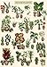 BBOLDIN Vintage Houseplant Puzzle 1000 Pieces for Adult Botany Succulent House Plant Puzzle 39 Common Indoor Plants Jigsaw Puzzles - Image 2