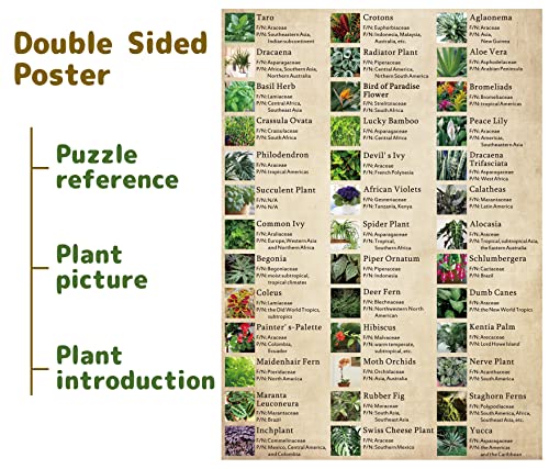 BBOLDIN Vintage Houseplant Puzzle 1000 Pieces for Adult Botany Succulent House Plant Puzzle 39 Common Indoor Plants Jigsaw Puzzles - Image 5