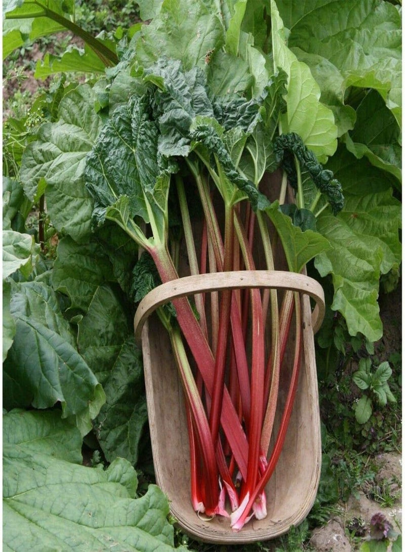 GGOOT Rhubarb Victoria Approx 60 Seeds Vegetable Seed - Image 1