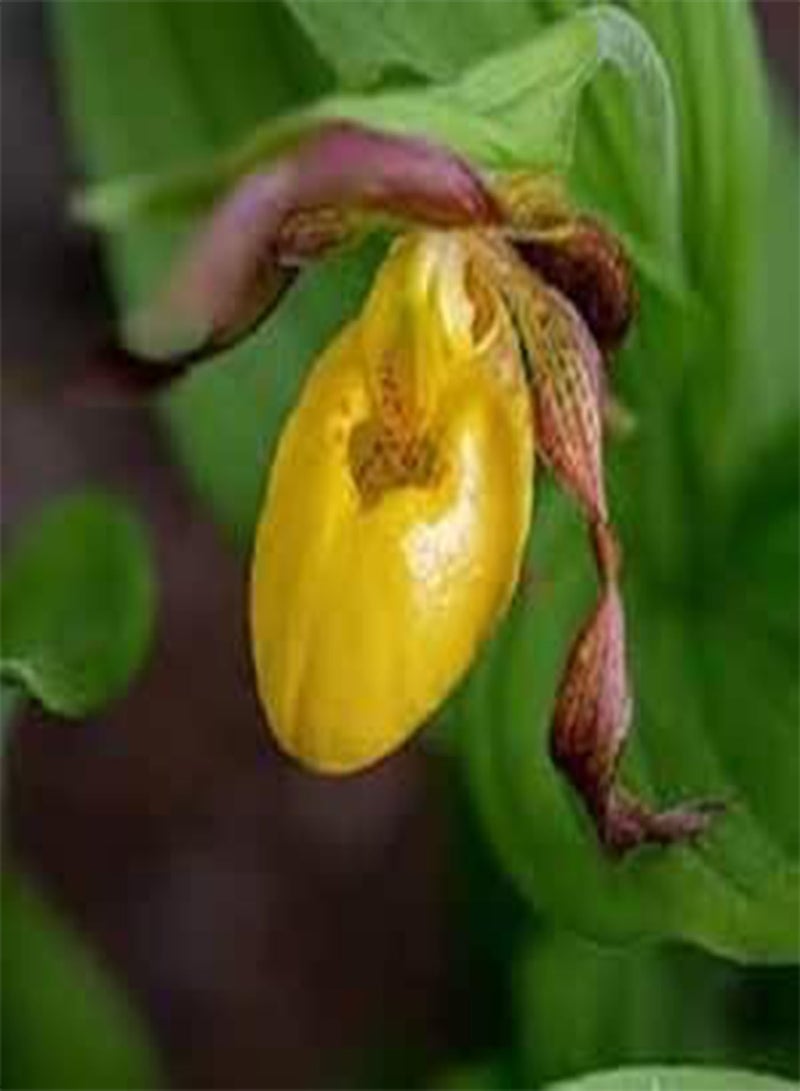 GGOOT 80pcs Lady's Slipper Flower Seeds - Image 1