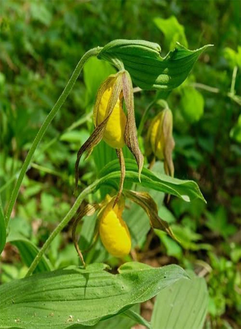 GGOOT 80pcs Lady's Slipper Flower Seeds - Image 2