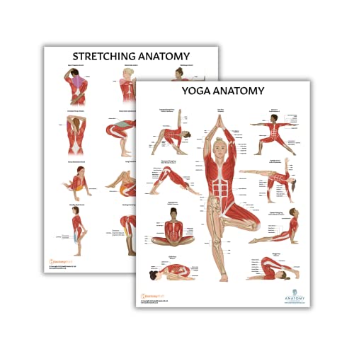Anatomy Lab Stretching and Yoga Anatomy Poster Set 2 Pack Laminated 173 x 225 Inches Illustrated Yoga Chart - Image 1