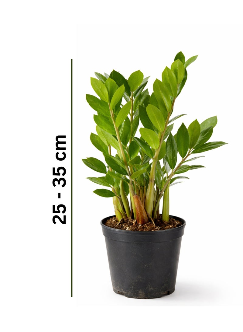 PLANT Zamioculcas zamiifolia Green Indoor Plant (25–35 cm Height) | ZZ Plant Live | Low Light & Low Maintenance Home and Office Decor Plant - Image 2