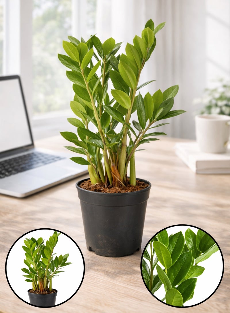 PLANT Zamioculcas zamiifolia Green Indoor Plant (25–35 cm Height) | ZZ Plant Live | Low Light & Low Maintenance Home and Office Decor Plant - Image 1