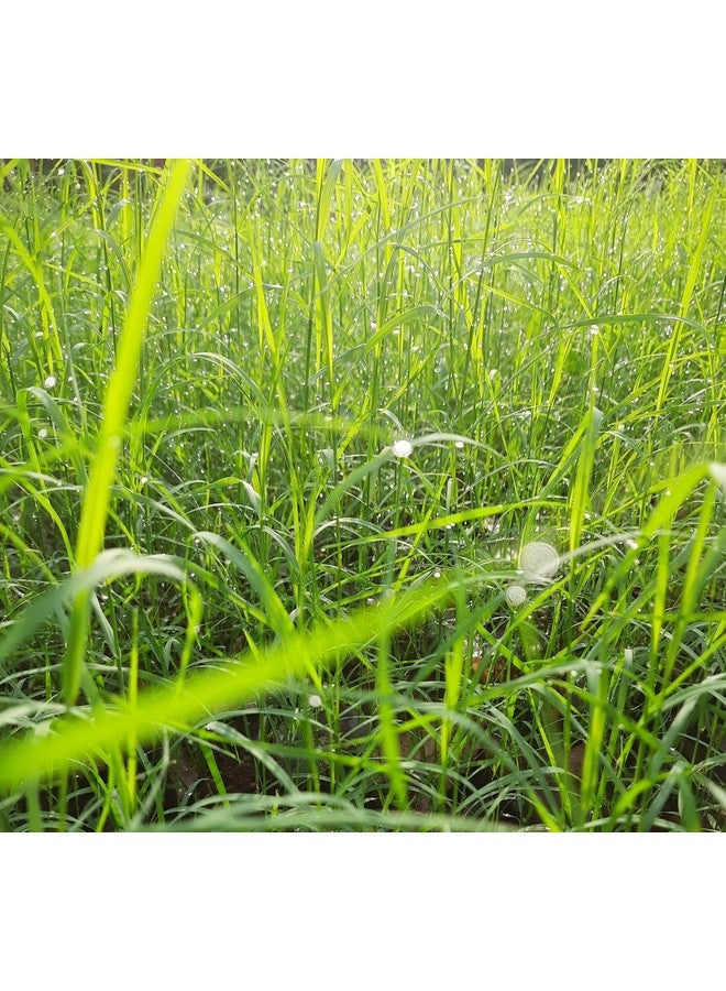 يوجيس هيربس مسحوق الجرجير - مسحوق عشبة برمودا - سينودون داكتيلون - 1 رطل - طازج ونقي - Image 4