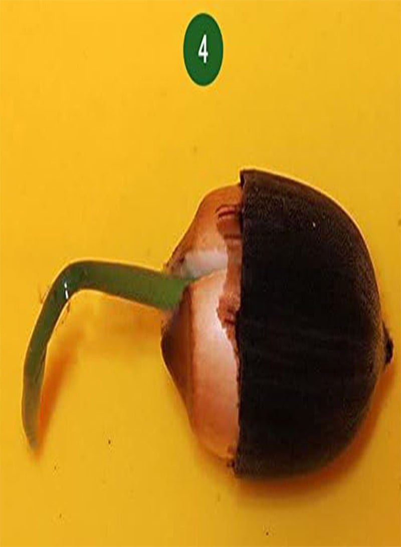 GGOOT Bowl Lotus/Water Lily Flower/Bonsai Lotus/Ponds /5 Fresh Seeds/Wide White Lotus  - Image 5