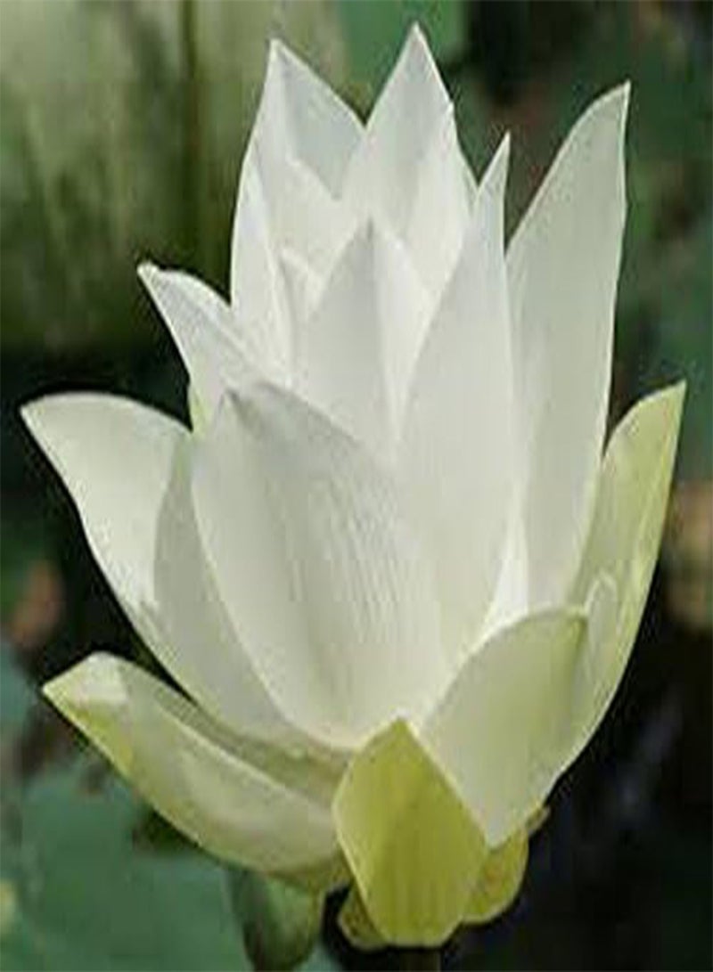 GGOOT Bowl Lotus/Water Lily Flower/Bonsai Lotus/Ponds /5 Fresh Seeds/Wide White Lotus  - Image 1