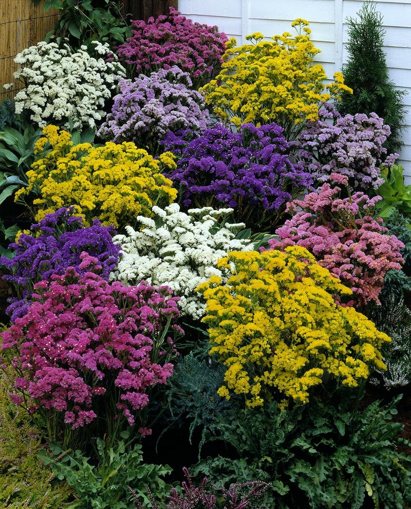 Burpee بذور ستاتيس مختلطة بألوان جريئة 100 بذور - Image 2