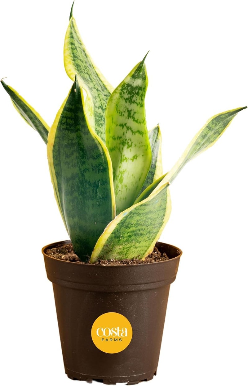 Costa Farms Snake Plant, Small Live Plant in Plastic Pot, Easy to Maintain, Air Purifying Succulent Indoor Houseplant Assorted Variety, Perfect for Home, Room, or Office DÃ©cor Gift, 8-12 Inches Tall - Image 1