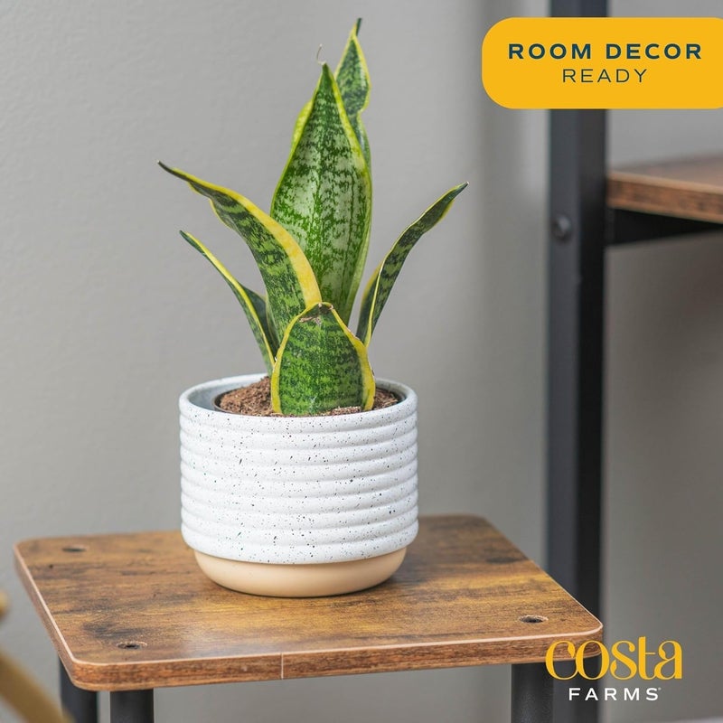 Costa Farms Snake Plant, Small Live Plant in Plastic Pot, Easy to Maintain, Air Purifying Succulent Indoor Houseplant Assorted Variety, Perfect for Home, Room, or Office DÃ©cor Gift, 8-12 Inches Tall - Image 2