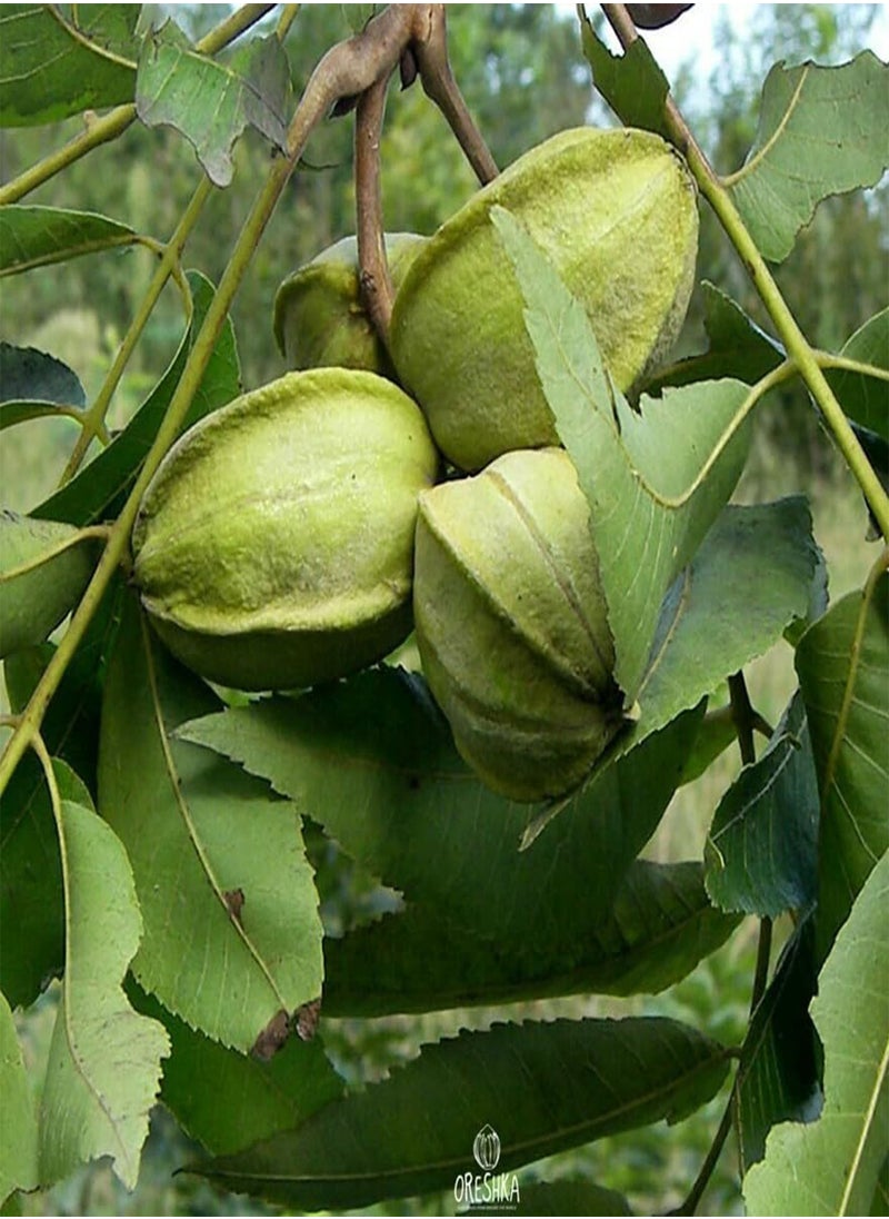 GGOOT - Carya illinoinensis 5 PCS Fresh Seeds, Carya Pecan Seeds, Pecan Nuts, Nuts Tree Seeds, Pecan Tree, Organic Seeds, Non GMO - Image 1