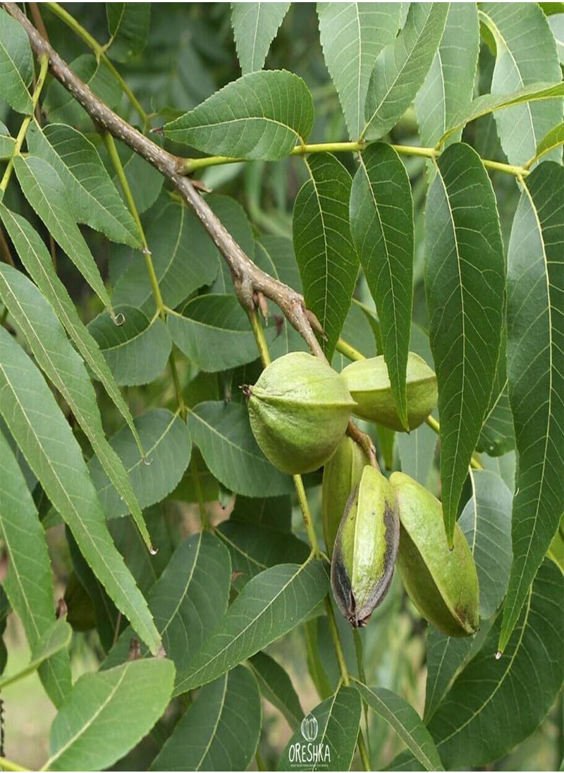 GGOOT - Carya illinoinensis 5 PCS Fresh Seeds, Carya Pecan Seeds, Pecan Nuts, Nuts Tree Seeds, Pecan Tree, Organic Seeds, Non GMO - Image 1