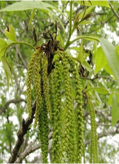Carya illinoinensis 5 PCS Fresh Seeds, Carya Pecan Seeds, Pecan Nuts, Nuts Tree Seeds, Pecan Tree, Organic Seeds, Non GMO
