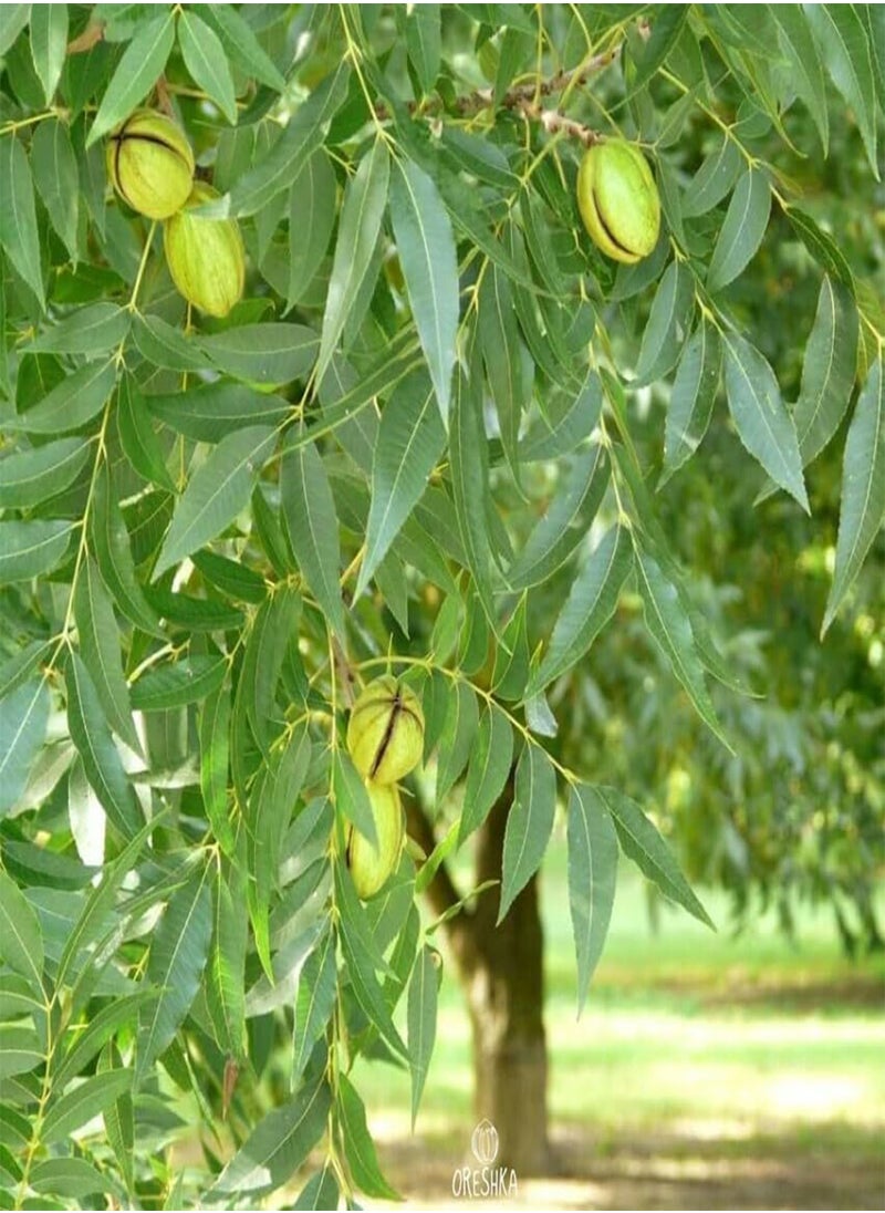 GGOOT - Carya illinoinensis 5 PCS Fresh Seeds, Carya Pecan Seeds, Pecan Nuts, Nuts Tree Seeds, Pecan Tree, Organic Seeds, Non GMO - Image 1