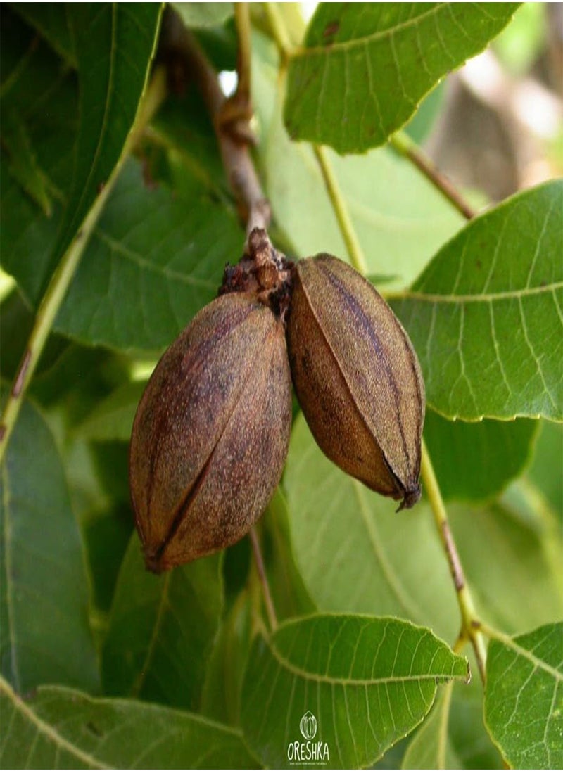 GGOOT - Carya illinoinensis 5 PCS Fresh Seeds, Carya Pecan Seeds, Pecan Nuts, Nuts Tree Seeds, Pecan Tree, Organic Seeds, Non GMO - Image 1