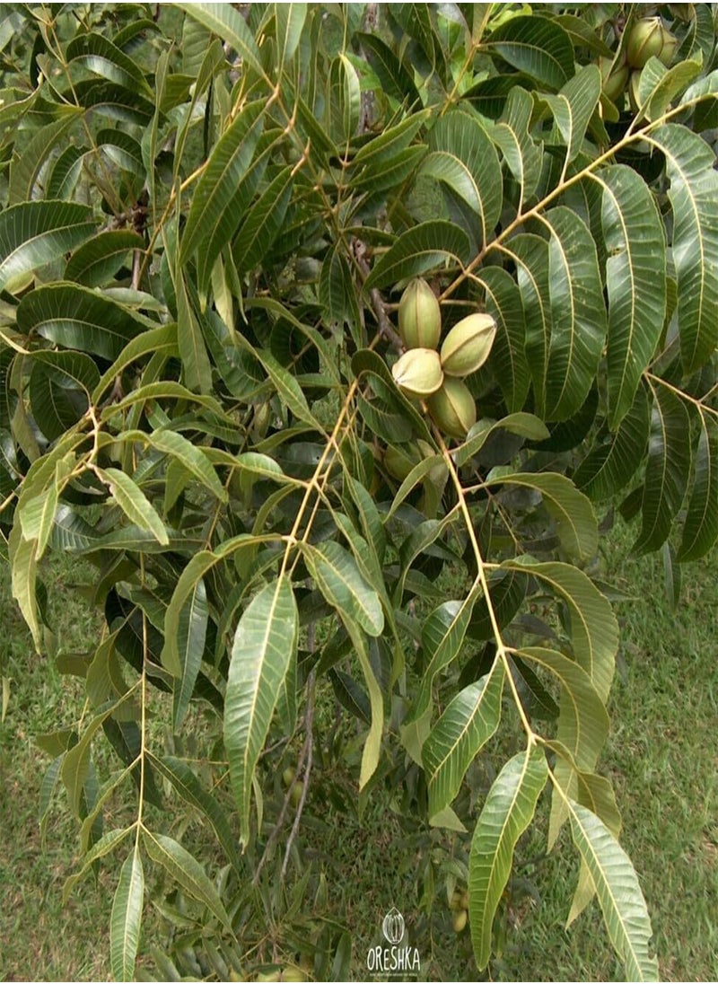 GGOOT - Carya illinoinensis 5 PCS Fresh Seeds, Carya Pecan Seeds, Pecan Nuts, Nuts Tree Seeds, Pecan Tree, Organic Seeds, Non GMO - Image 1