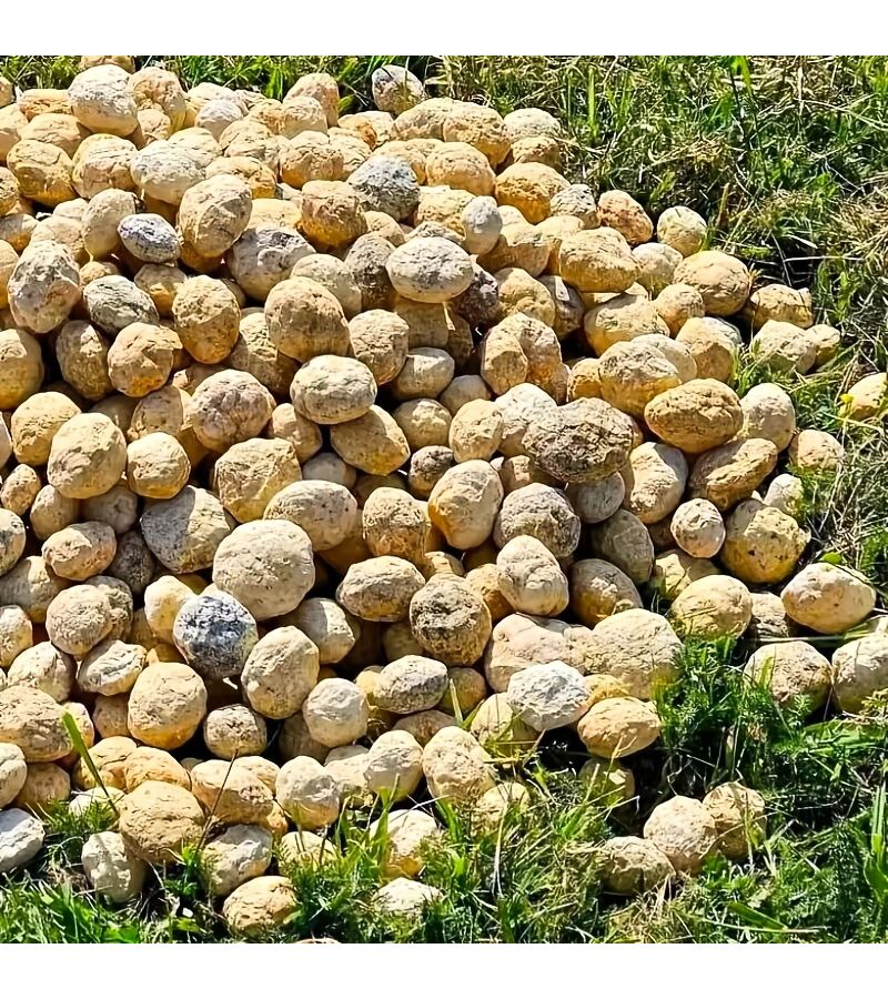 أحجار العقيق غير المفتوحة على شكل بيض بوزن يتراوح بين 3.46 و5.36 أونصة، افتح بنفسك لتحصل على بلوراتك الفريدة المبهرة. عينات كهفية متجمعة، هدايا جيولوجية إبداعية، وديكورات للمنزل وغرفة المعيشة والمكتب، وهياكل لمجموعات علمية. - Image 4