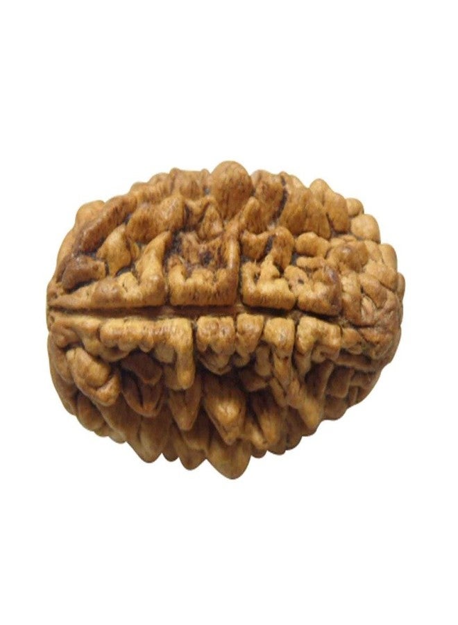 NRSON® Original 2 Faced Rudraksha | 2 Mukhi Rudraksha | Astrological 2 Mukhi Rudraksha | 2 Mukhi Nepali Rudraksha | Astrological Pendant | Positive Effect | Unisex Both for Men & Women - Image 1