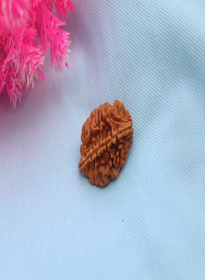 NRSON® Original 2 Faced Rudraksha | 2 Mukhi Rudraksha | Astrological 2 Mukhi Rudraksha | 2 Mukhi Nepali Rudraksha | Astrological Pendant | Positive Effect | Unisex Both for Men & Women - Image 2