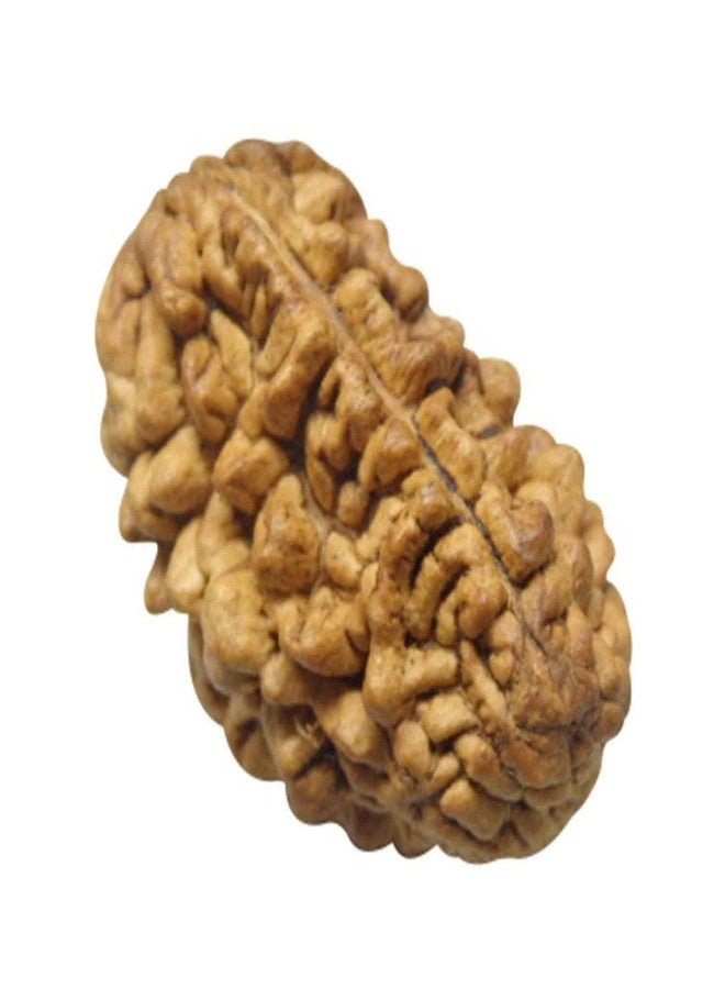 NRSON® Original 2 Faced Rudraksha | 2 Mukhi Rudraksha | Astrological 2 Mukhi Rudraksha | 2 Mukhi Nepali Rudraksha | Astrological Pendant | Positive Effect | Unisex Both for Men & Women - Image 5