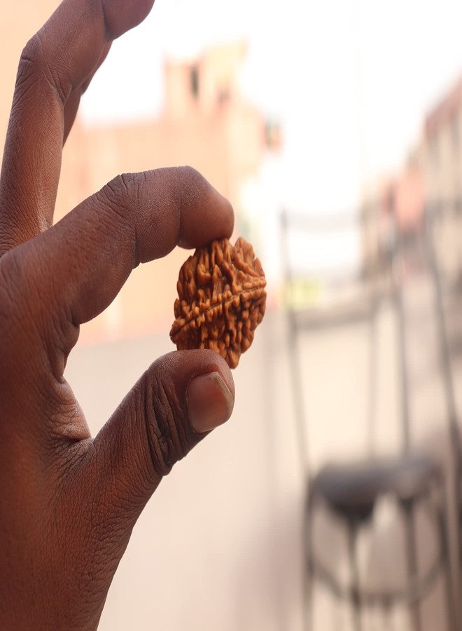 NRSON® Original 2 Faced Rudraksha | 2 Mukhi Rudraksha | Astrological 2 Mukhi Rudraksha | 2 Mukhi Nepali Rudraksha | Astrological Pendant | Positive Effect | Unisex Both for Men & Women - Image 3