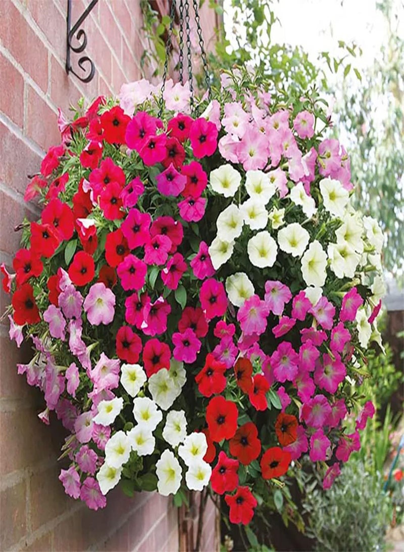 GGOOT 200pcs Mix Petunia Seeds Colorful Ground Cover Morning Glory Flourishing Hanging Basket Frame Decorated Flower for Garden Planting - Image 2
