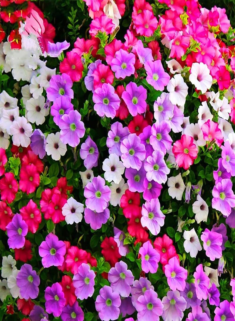 GGOOT 200pcs Mix Petunia Seeds Colorful Ground Cover Morning Glory Flourishing Hanging Basket Frame Decorated Flower for Garden Planting - Image 1