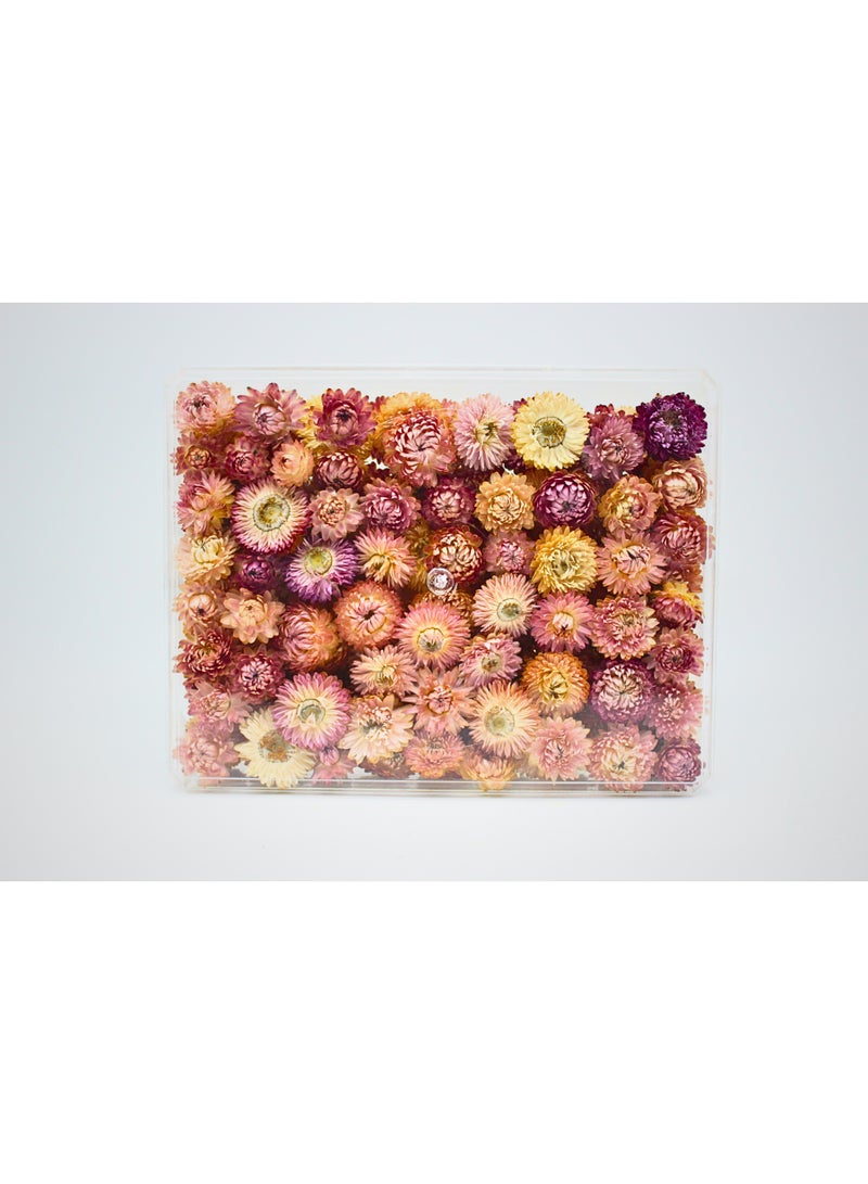 FANCY FLOWERS FANCY Dried Helichrysum Flowers, Natural Assorted White Pink Yellow, 50 Bundle, Gift Box, 40g (PINK, XL) - Image 1