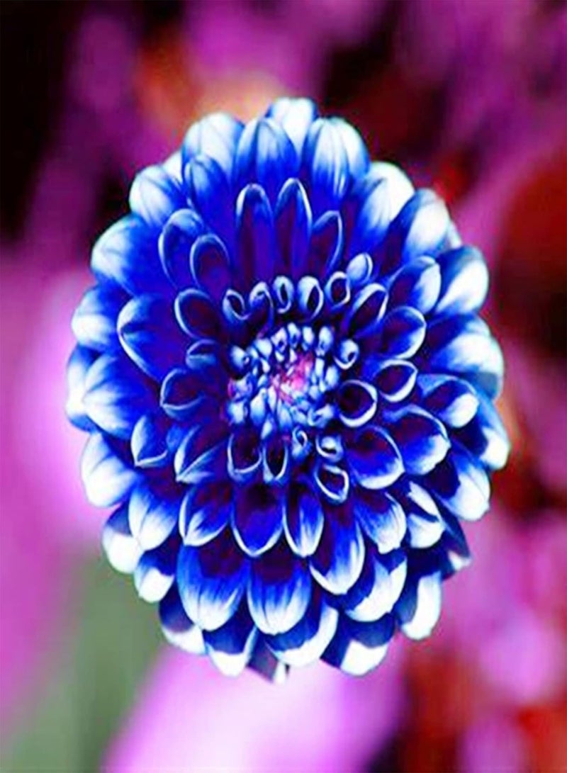 GGOOT Long Flowering Period/Can be Planted All Year Round/Dahlia Seeds/Perennial Plants/Extraordinary flowers-65 PCS,a