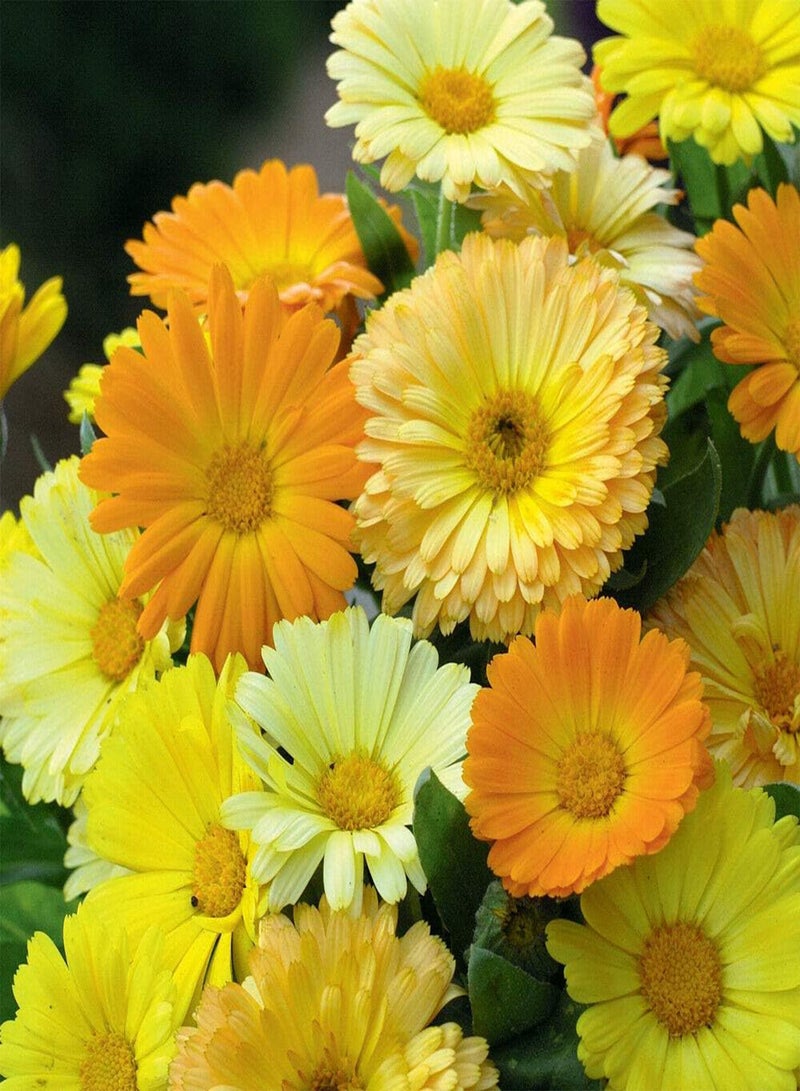 GGOOT Dwarf Marigold - 150 Seeds - Gitana - Calendula officnals - Fiesta Mix - Image 2