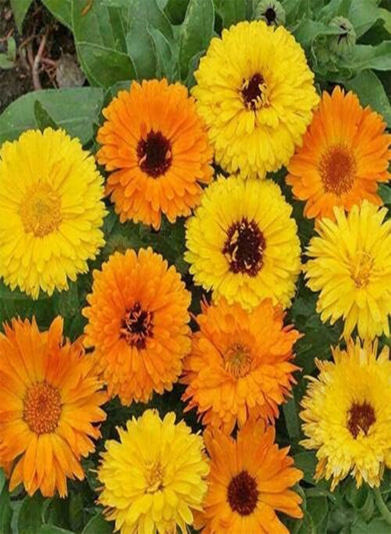 GGOOT Dwarf Marigold - 150 Seeds - Gitana - Calendula officnals - Fiesta Mix - Image 1