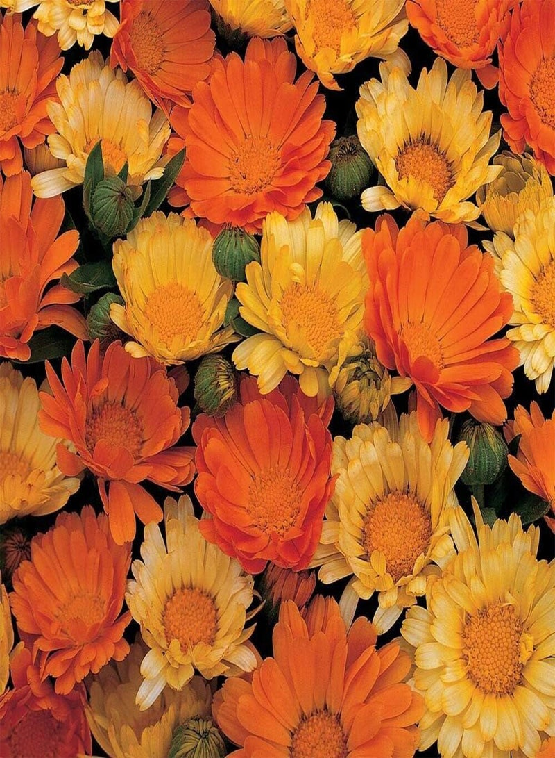 GGOOT Dwarf Marigold - 150 Seeds - Gitana - Calendula officnals - Fiesta Mix - Image 3