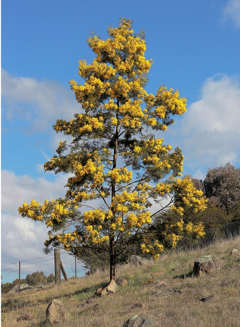 Generic Acacia Tree Seeds for Planting - Tree Flower Seeds for Planting - 10+ Seeds for tree growing -  Premium Natural Seeds for Planting - Image 2