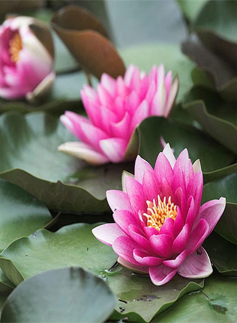 جي جوت 10 قطع من بذور اللوتس، زهور زنبق الماء الوردية الجميلة تضيء حديقتك وتضيف منظرًا طبيعيًا جميلًا إلى جمال الحديقة - Image 1