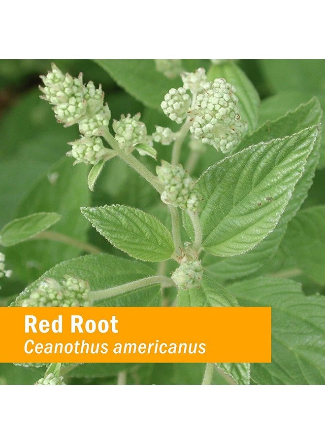 Herb Pharm Red Root Liquid Extract for Cleansing and Detoxifying - 1 Ounce (DRROOT01) - Image 5