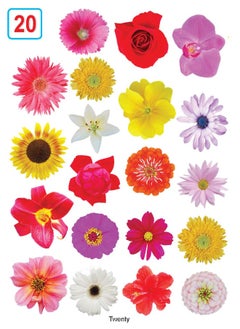 My Pretty Board Books - Numbers  - Image 5