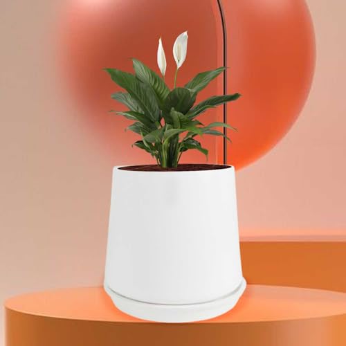 Lasaki Clara White Ceramic Planter with White (4-inch) Tray | Indoor & Outdoor Flower Pot | Decorative Balcony, Home, Garden & Office Succulent Gamla (Pot: 12.5×13 cm, Tray: 2×13 cm) - Image 4