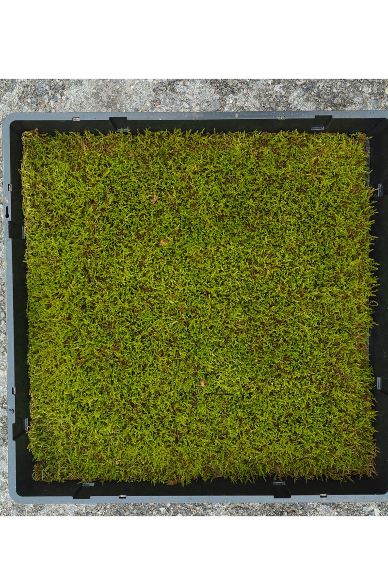 RYK-Natural Live Feather Moss， Handmade, elegant moss wall decoration - zero maintenance, perfect for home, office, and wedding venues - Image 1