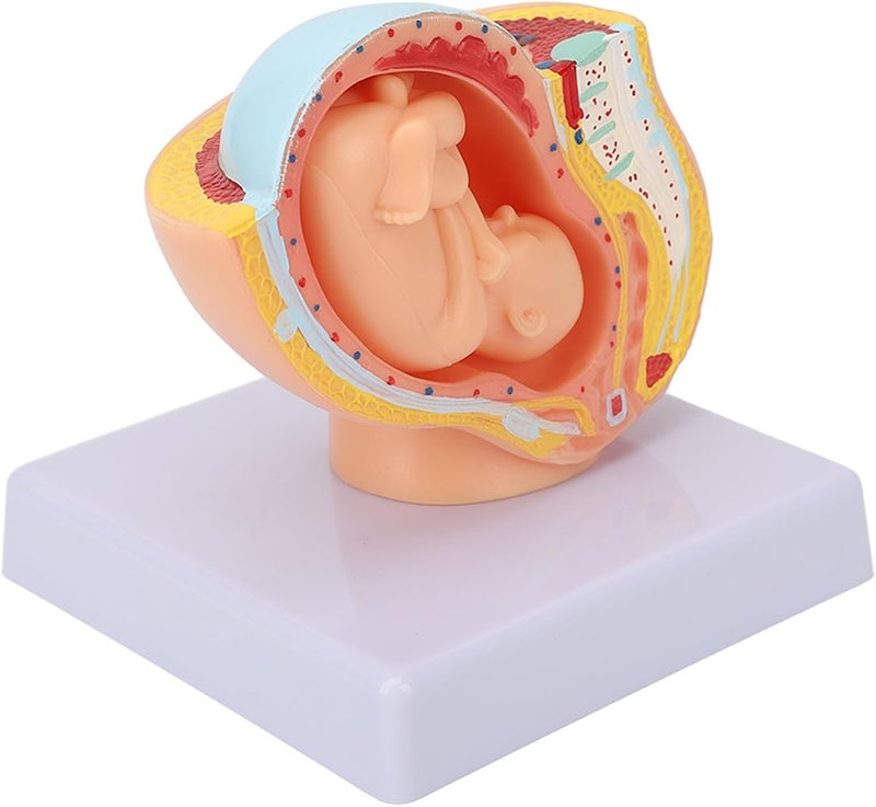 klarako Teaching Model,Pregnant Woman Anatomical Pelvis Model Removable Pregnancy 9 Months Baby Fetus Model for Teaching Aid for Science Classroom Study Display Teaching Model - Image 5
