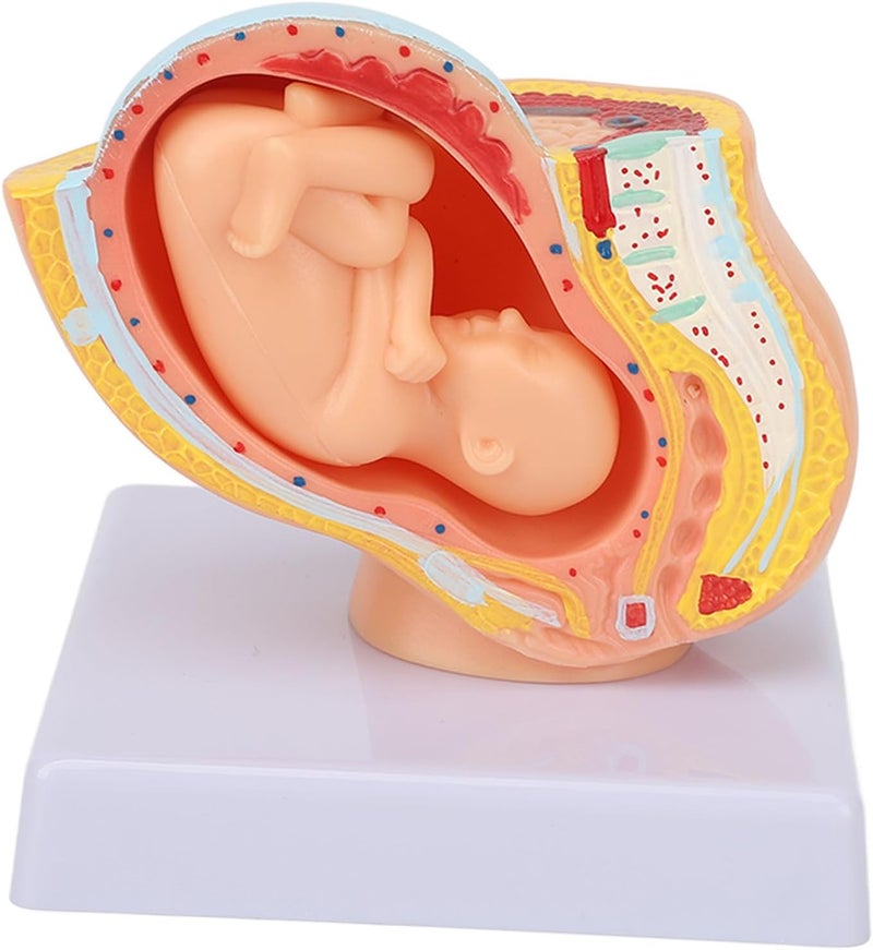 klarako Teaching Model,Pregnant Woman Anatomical Pelvis Model Removable Pregnancy 9 Months Baby Fetus Model for Teaching Aid for Science Classroom Study Display Teaching Model - Image 3